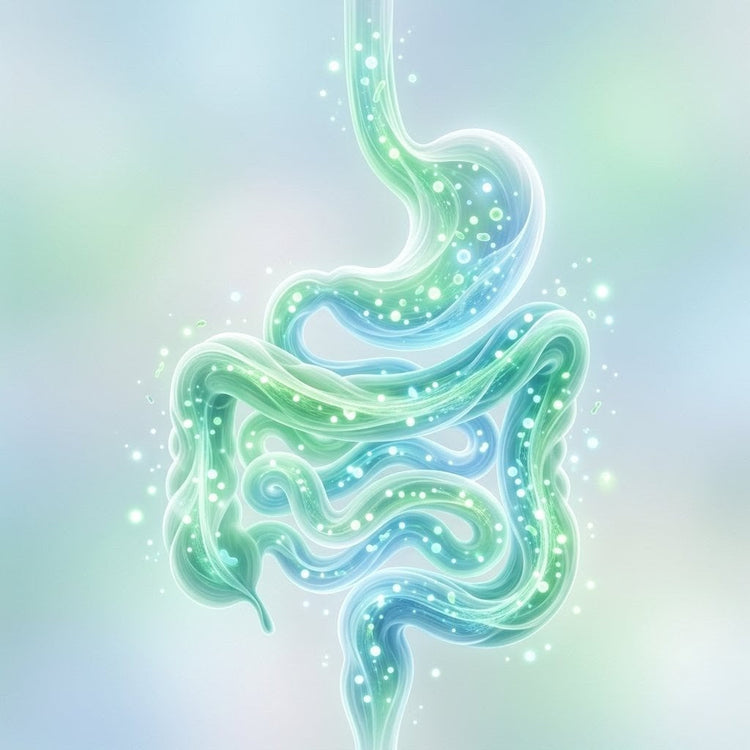 🌿 Probióticos y Digestión